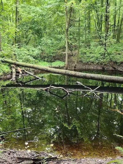 Ensley Township Nature Preserve - Sand Lake,
