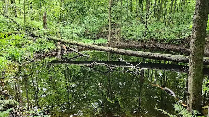 Ensley Township Nature Preserve - Sand Lake,