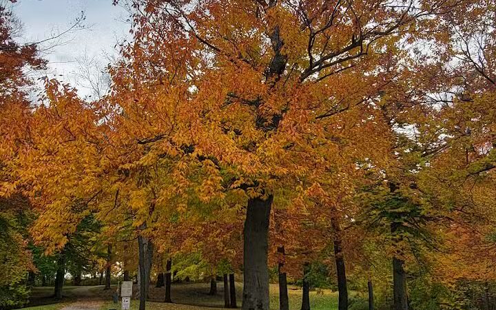 Gordon Park - Sand Lake,