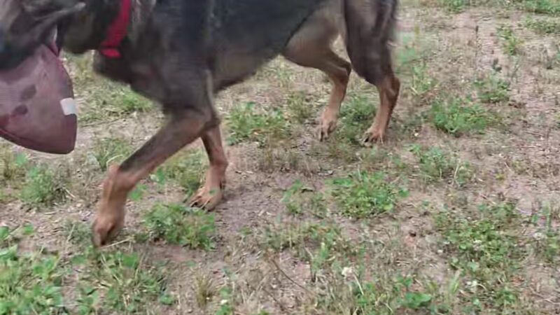 Sandstone Dog Park - Sandstone, MN