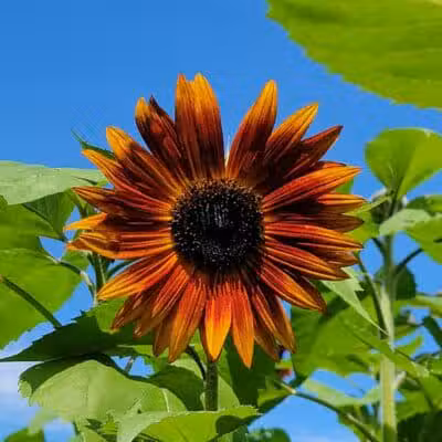 Diamond Walking Trail - Sandusky, MI