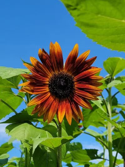 Diamond Walking Trail - Sandusky, MI