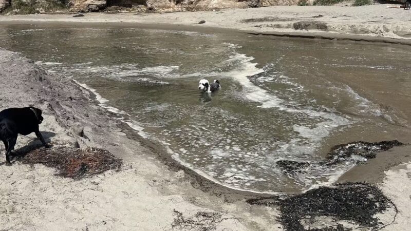 Arroyo Burro Beach County Park - Santa Barbara, CA