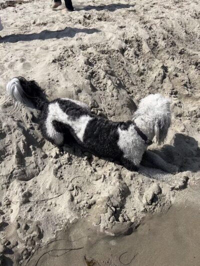 Arroyo Burro Beach County Park - Santa Barbara, CA