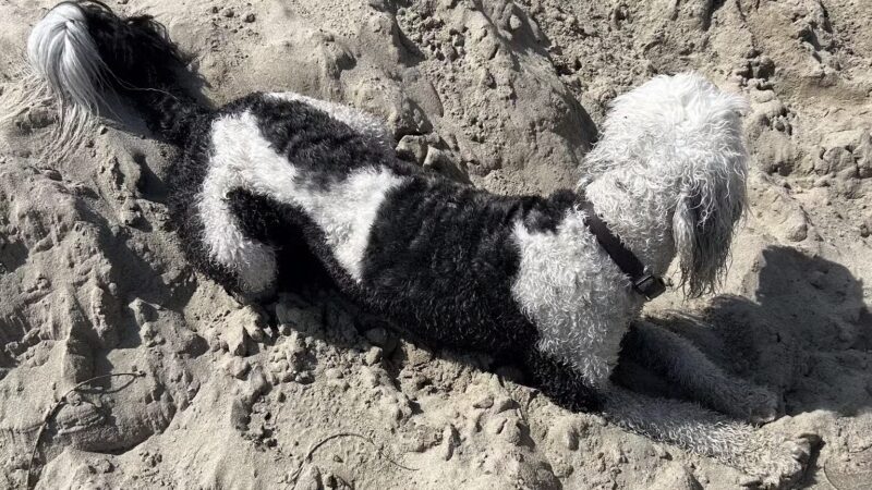 Arroyo Burro Beach County Park - Santa Barbara, CA