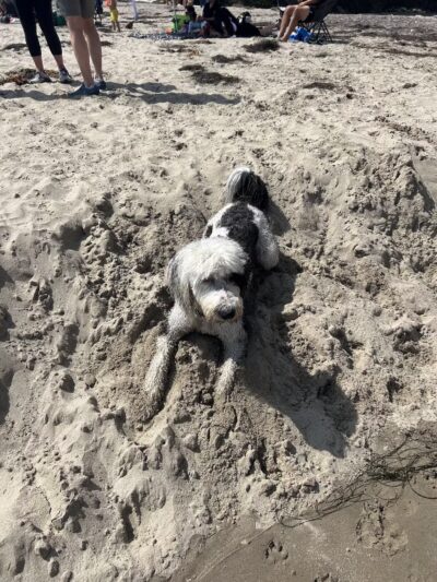 Arroyo Burro Beach County Park - Santa Barbara, CA
