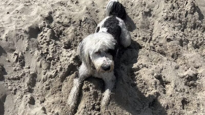Arroyo Burro Beach County Park - Santa Barbara, CA