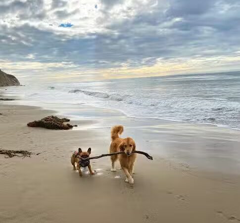 Arroyo Burro Beach County Park - Santa Barbara, CA