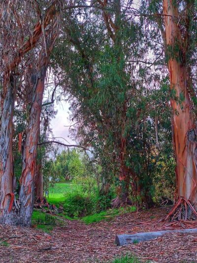 Calle Barquero Open Space - Santa Barbara, CA