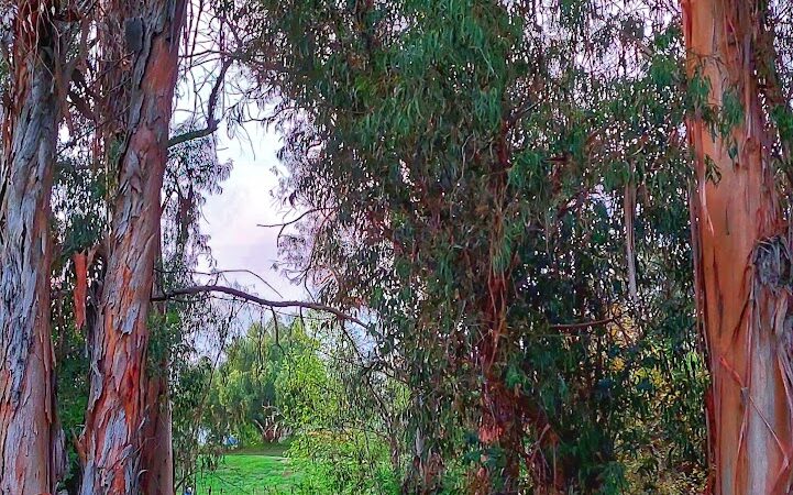 Calle Barquero Open Space - Santa Barbara, CA