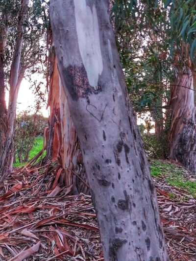 Calle Barquero Open Space - Santa Barbara, CA