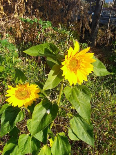 Calle Barquero Open Space - Santa Barbara, CA