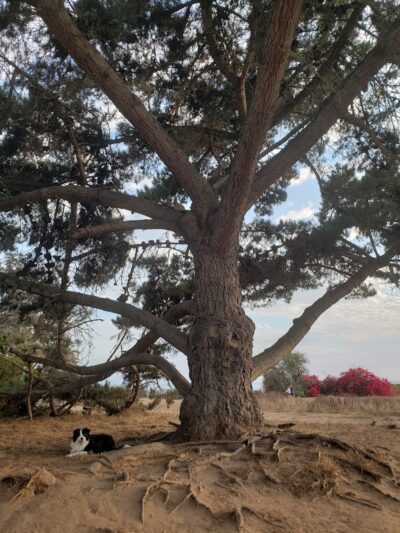 Douglas Family Preserve - Santa Barbara, CA