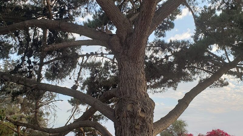 Douglas Family Preserve - Santa Barbara, CA