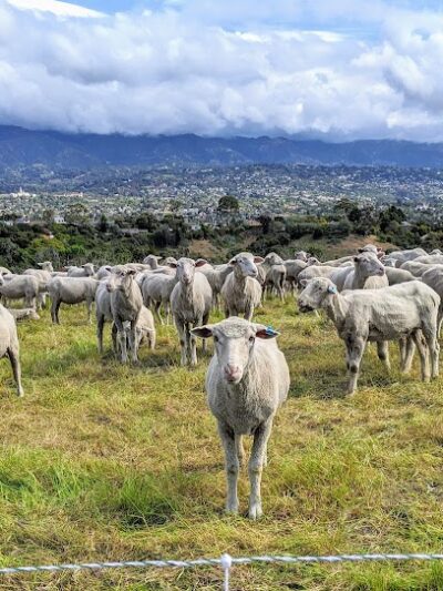 Elings Park - Santa Barbara, CA