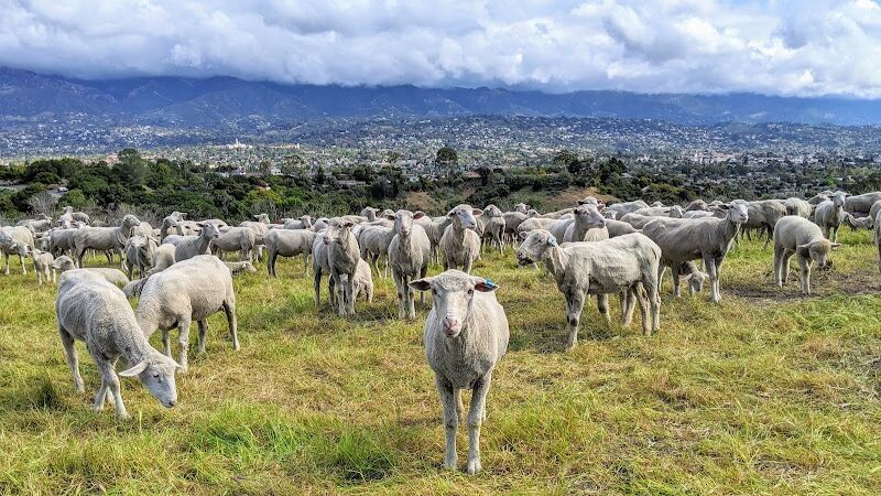 Elings Park - Santa Barbara, CA