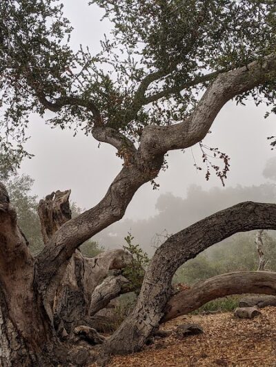 Elings Park - Santa Barbara, CA