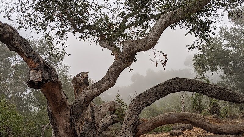 Elings Park - Santa Barbara, CA