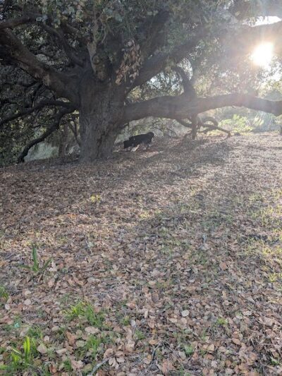 Hale Park - Santa Barbara, CA