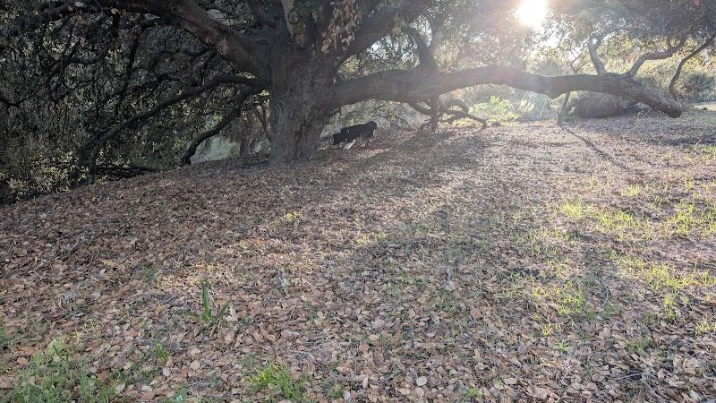 Hale Park - Santa Barbara, CA