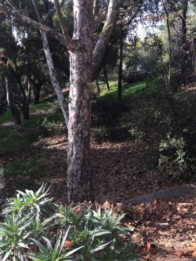 Los Robles Park - Santa Barbara, CA