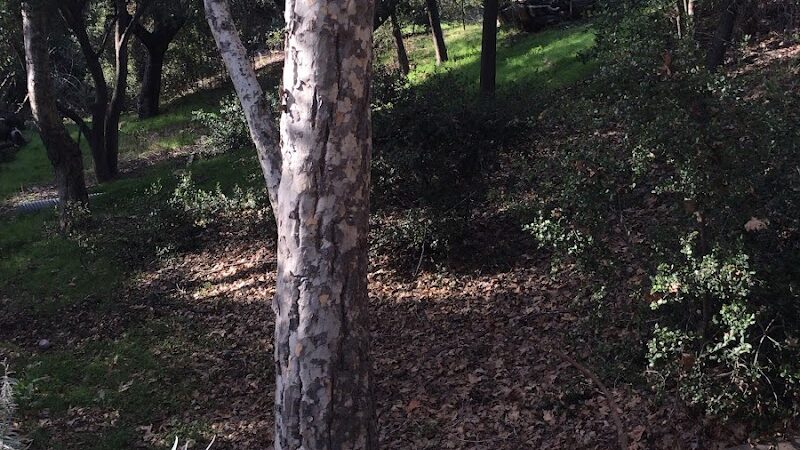 Los Robles Park - Santa Barbara, CA