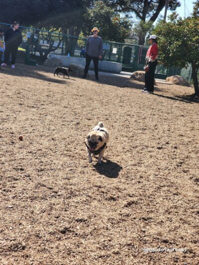 MacKenzie Park Dog Park - Santa Barbara, CA