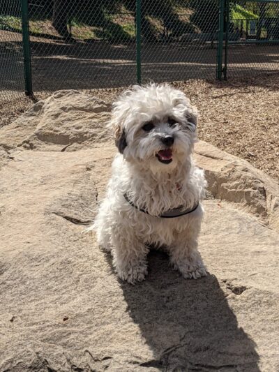 MacKenzie Park Dog Park - Santa Barbara, CA