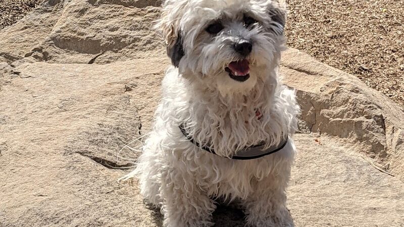 MacKenzie Park Dog Park - Santa Barbara, CA