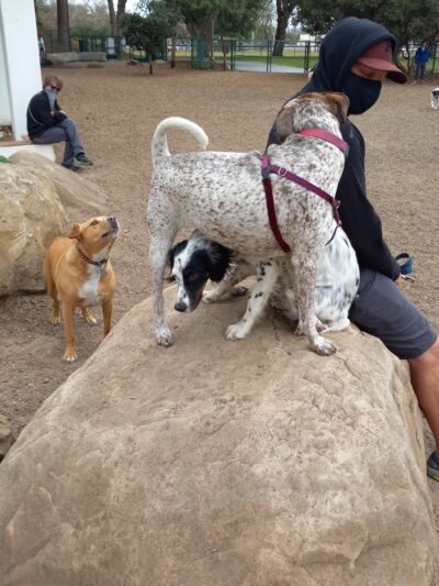 MacKenzie Park Dog Park - Santa Barbara, CA