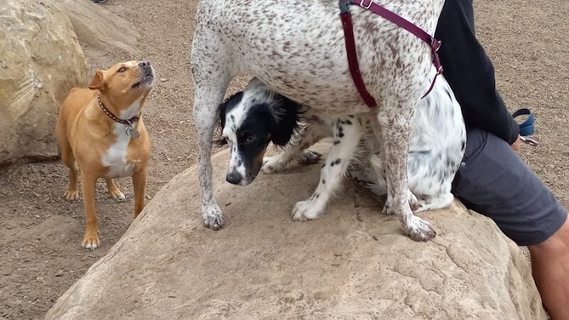MacKenzie Park Dog Park - Santa Barbara, CA