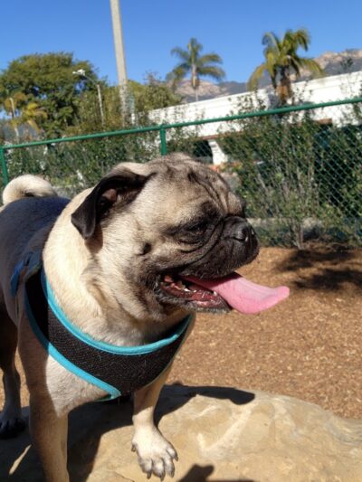 MacKenzie Park Dog Park - Santa Barbara, CA