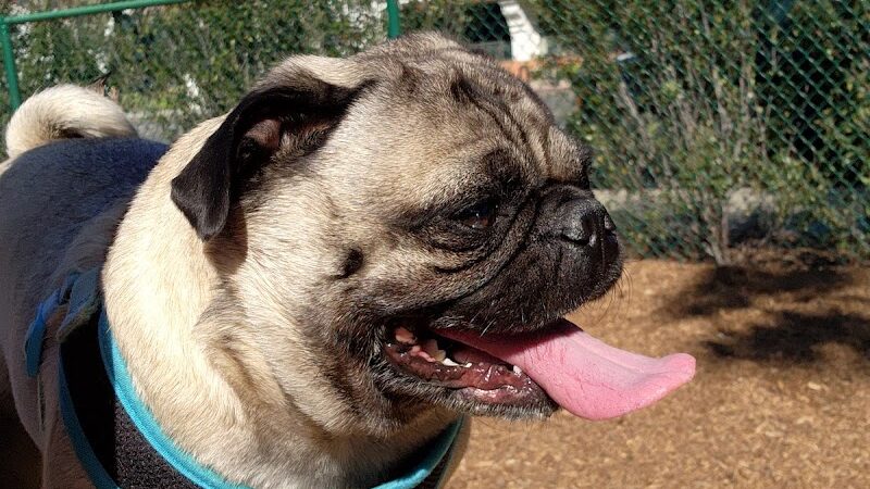 MacKenzie Park Dog Park - Santa Barbara, CA