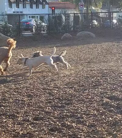 MacKenzie Park Dog Park - Santa Barbara, CA