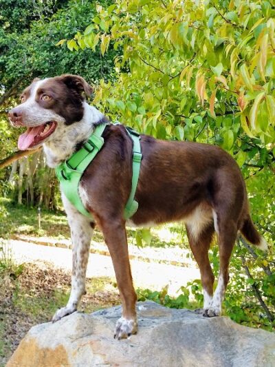 Orpet Park - Santa Barbara, CA