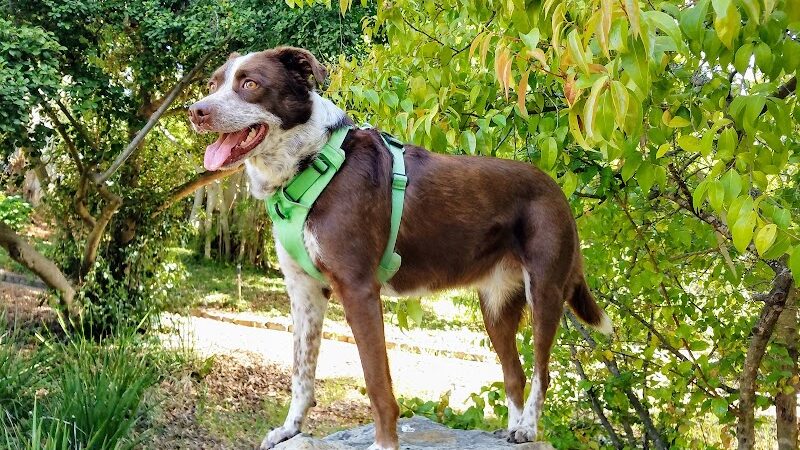 Orpet Park - Santa Barbara, CA