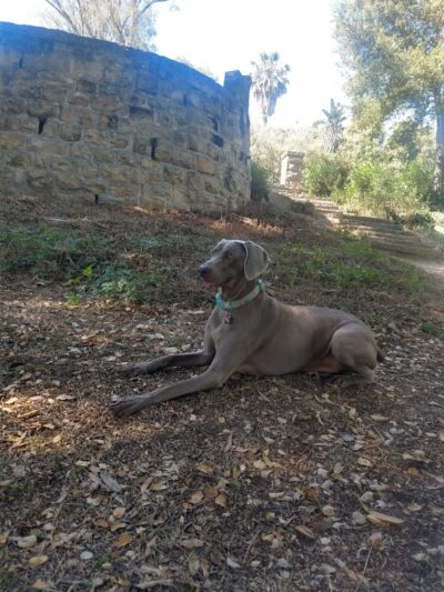 Orpet Park - Santa Barbara, CA