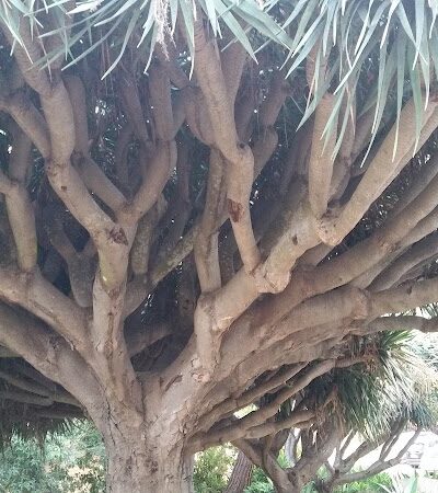 Orpet Park - Santa Barbara, CA