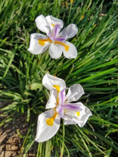 Orpet Park - Santa Barbara, CA