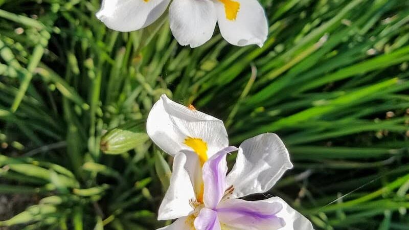 Orpet Park - Santa Barbara, CA