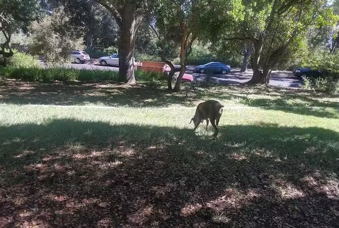Orpet Park - Santa Barbara, CA