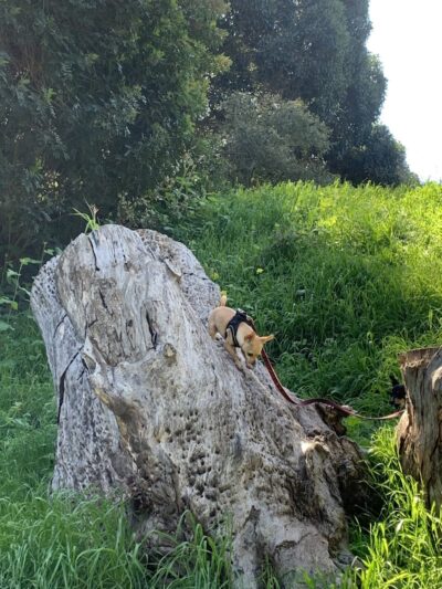 Patterson Open Space - Santa Barbara, CA