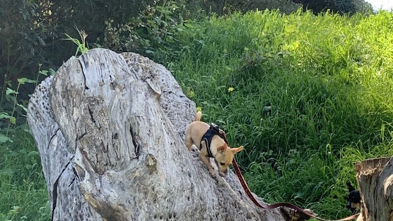 Patterson Open Space - Santa Barbara, CA