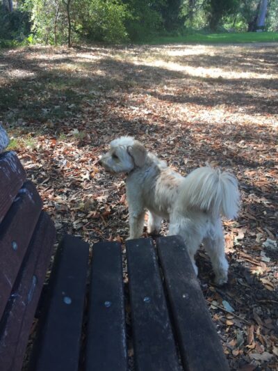 Patterson Open Space - Santa Barbara, CA