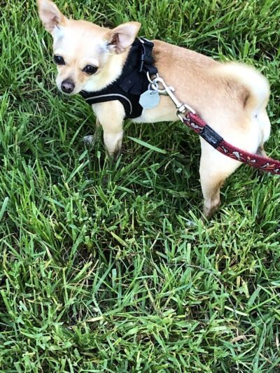 Patterson Open Space - Santa Barbara, CA