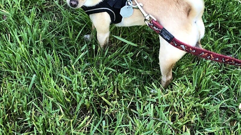 Patterson Open Space - Santa Barbara, CA