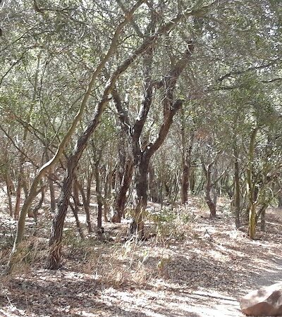 San Antonio Canyon Park - Santa Barbara, CA