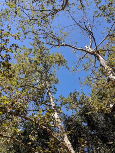 San Antonio Canyon Park - Santa Barbara, CA