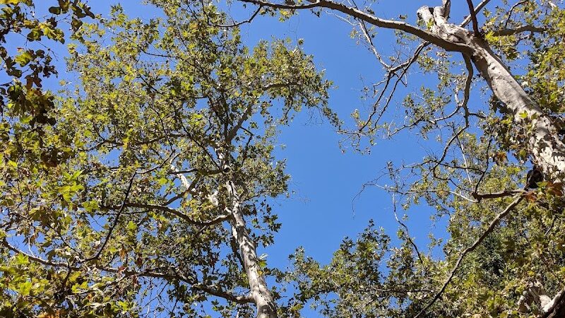 San Antonio Canyon Park - Santa Barbara, CA