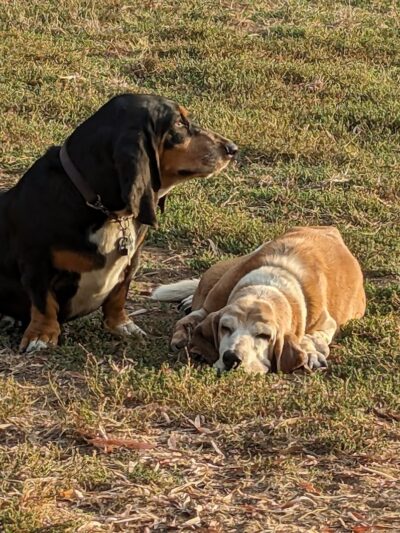 Tabano Hollow Open Space - Santa Barbara, CA